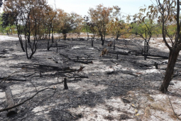 Tin tức trong ngày - Đốt rừng để... diễn tập chữa cháy: "Rút kinh nghiệm"!