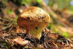 Thị trường - Tiêu dùng - Loại được ví như “vàng mọc giữa rừng”, giá vài chục triệu/kg vẫn cháy hàng