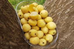 Sức khỏe đời sống - 3 thực phẩm màu vàng “được săn lùng” vì công dụng hỗ trợ giảm tiểu đêm cực nhạy!