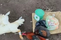 Triệt phá hai trường gà quy mô ở Long An