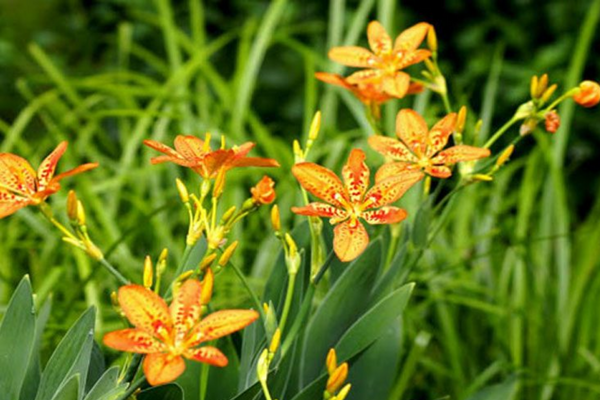 Rẻ quạt là thảo dược có nhiều hoạt chất tác dụng tốt tới hệ hô hấp