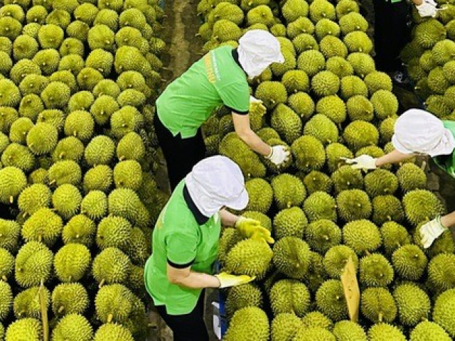 Thị trường - Tiêu dùng - Động thái ‘lạ’ của Thái Lan khi sầu riêng Việt xuất Trung Quốc cao kỷ lục
