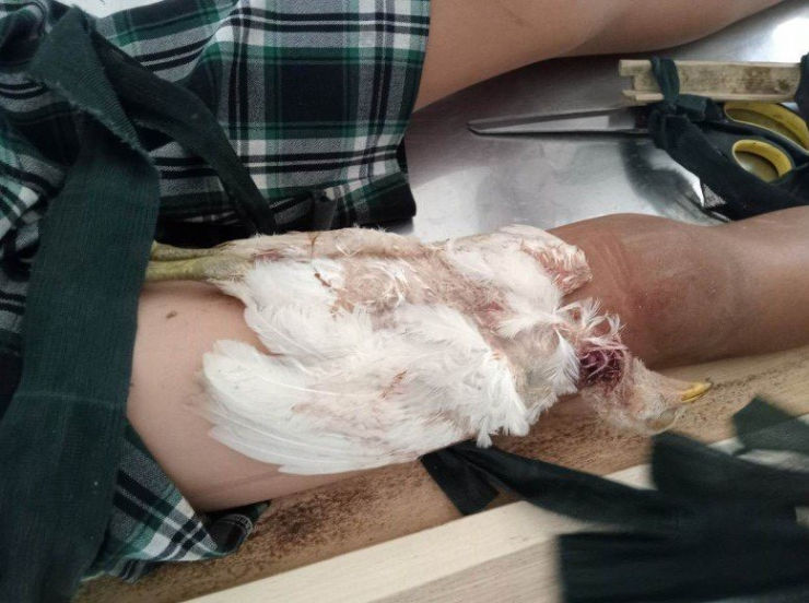 Con gà được bó vào chân cháu K. Ảnh: TS
