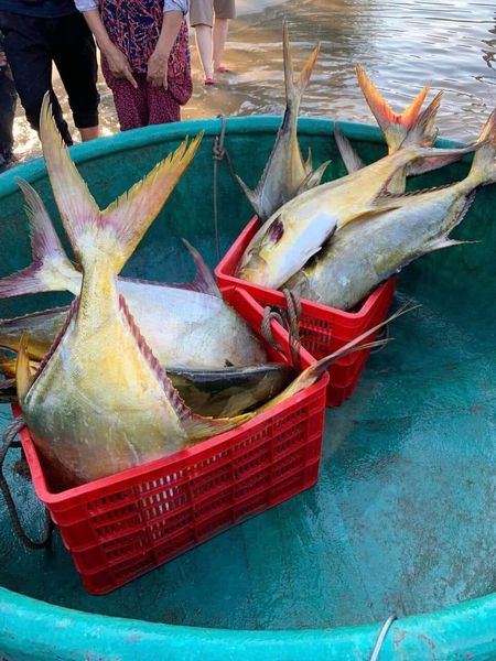 Những con cá chim vàng do ngư dân Lê Văn Tĩnh đánh bắt được (Ảnh Thông tin thị xã Kỳ Anh)