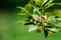 Thị trường - Tiêu dùng - Loại nông sản "quý hơn vàng" của Việt Nam rất hiếm quốc gia có, giá gần 200.000 đồng/kg