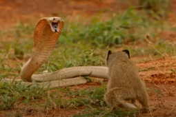 Media - Gặp con vật khắc tinh, rắn hổ mang dính đòn "thừa sống, thiếu chết"