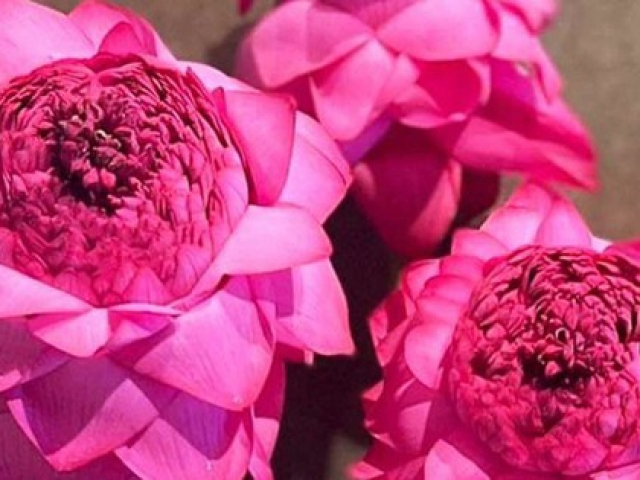 Thị trường - Tiêu dùng - Điều đặc biệt của loại hoa sen bông khổng lồ đếm cánh mỏi miệng được nhiều người đang đổ xô mua