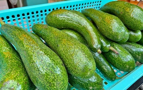 Bơ 034 đang được bán tại TP HCM chỉ với mức giá từ 25.000 - 40.000 đồng/kg.