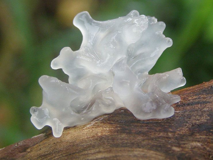 Đây là một trong những loại thực vật họ nhà nấm có màu trắng và hình dáng như bông tuyết. 
