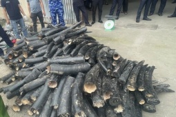 Pháp luật - 1,6 tấn ngà voi được sơn đen ngụy trang nhập lậu vào Việt Nam