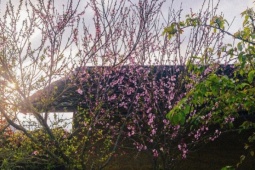 Du lịch - Sắc đào cuối xuân ở bản Lô Lô Chải