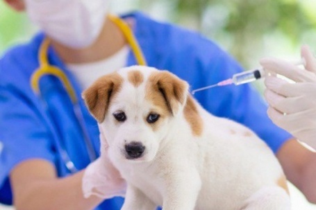 Bị chó mèo cắn nhưng con vật được tiêm phòng thì có cần tiêm vaccine phòng dại không?