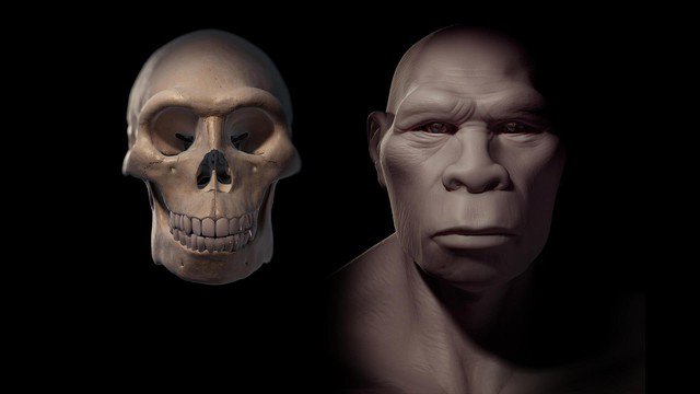 Homo erectus, một loài người khác loài nhưng cùng chi với chúng ta - Ảnh đồ họa: Science Picture Co