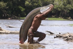 Media - Loài cá "quái vật" lớn bậc nhất thế giới lưu vực sông Amazon