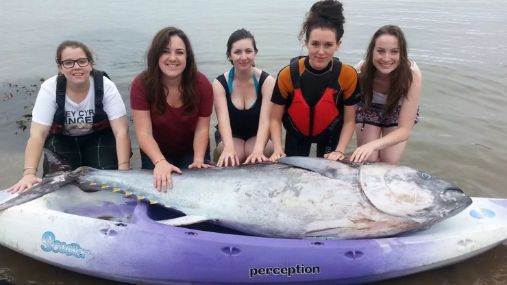 5 cô gái bắt được cá ngừ khổng lồ giá hơn 31 tỷ đồng - 1