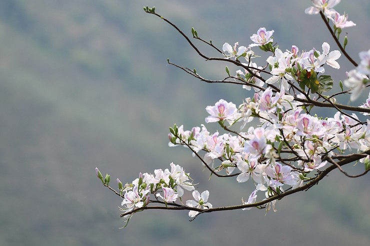 Tháng 2, khi những cây đào, cây mơ đã lụi hết hoa là lúc những cánh hoa ban đua nhau nở trắng trời Tây Bắc.
