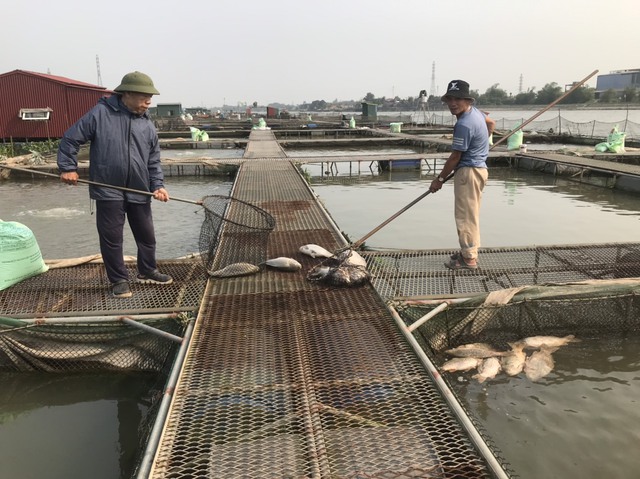Ông Nguyễn Văn Tân cùng người nhà đang vớt cá chết tại lồng nuôi của gia đình