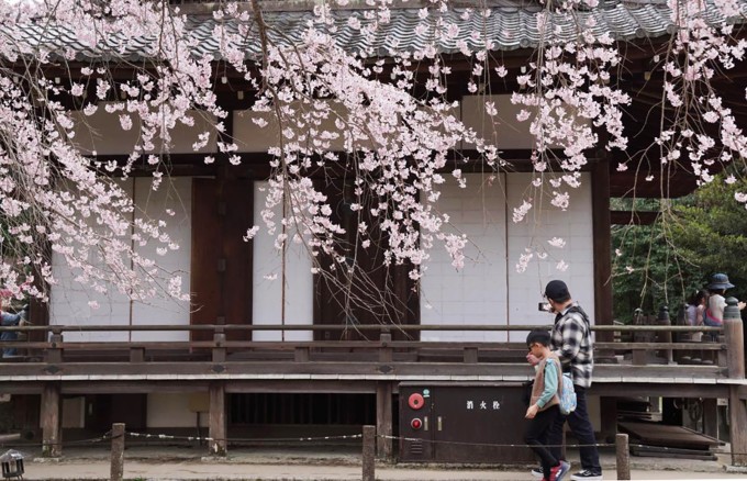Du khách đến Kyoto ngắm hoa ngày 31/3 khi hoa bắt đầu nở ở miền nam Nhật Bản. Ảnh: Thu Trần
