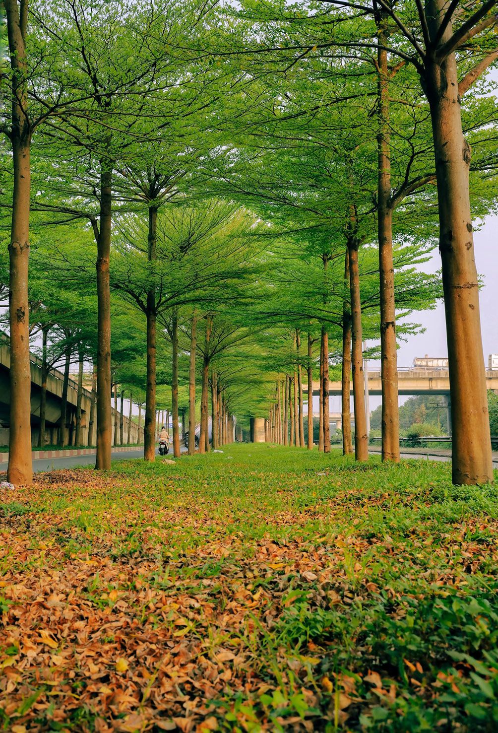 Vẻ đẹp nên thơ tại con đường mệnh danh "châu Âu giữa lòng Hà Nội" - 10