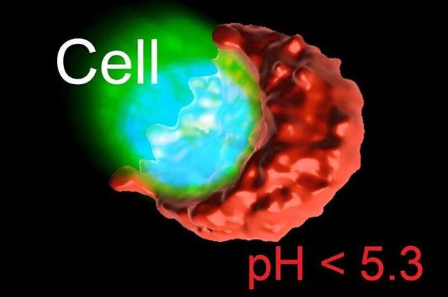 Các tế bào ung thư tiết ra axit có độ pH thấp hơn đáng kể so với các nhà nghiên cứu đã biết trước đây. (Nguồn: Kỹ thuật y sinh tự nhiên 2024)