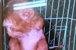 Sức khỏe đời sống - Bị khỉ cắn, 2 vợ chồng phải nhập viện cấp cứu