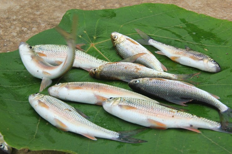 Cá mát là đặc sản nổi tiếng ở Nghệ An. Loài cá này sống ở vùng nước trong hoặc vùng nước có thác. Người dân nơi đây ví cá mát như "lộc trời" ban cho vùng đất này.
