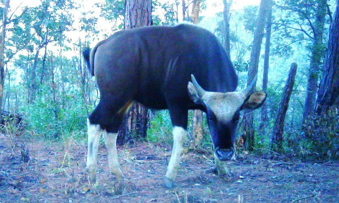 Một bò tót được bẫy ảnh chụp ở đợt điều tra đầu năm 2024. Ảnh: Vườn quốc gia Phước Bình cung cấp