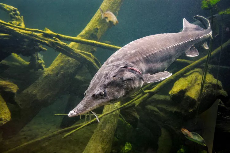 5 loài cá nước ngọt lớn bậc nhất thế giới, kích thước như quái vật - 1
