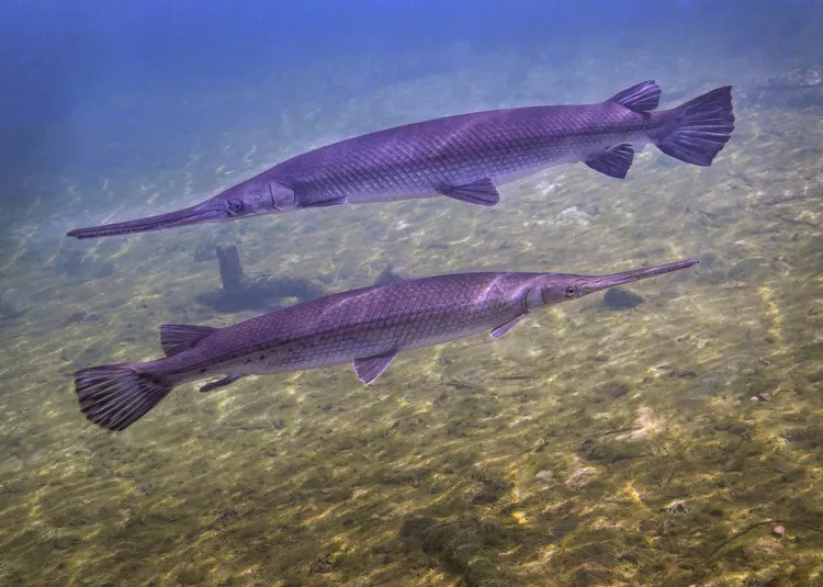 5 loài cá nước ngọt lớn bậc nhất thế giới, kích thước như quái vật - 3