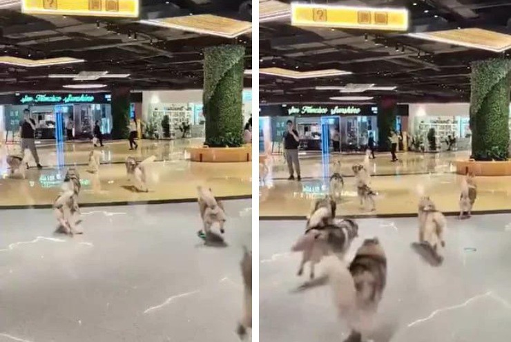 Những chú chó chạy rông trong trung tâm thương mại