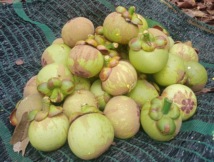 Nhiều thương lái cho biết thời điểm này số lượng quả măng cụt xanh thu được ít nên luôn "cháy" hàng.