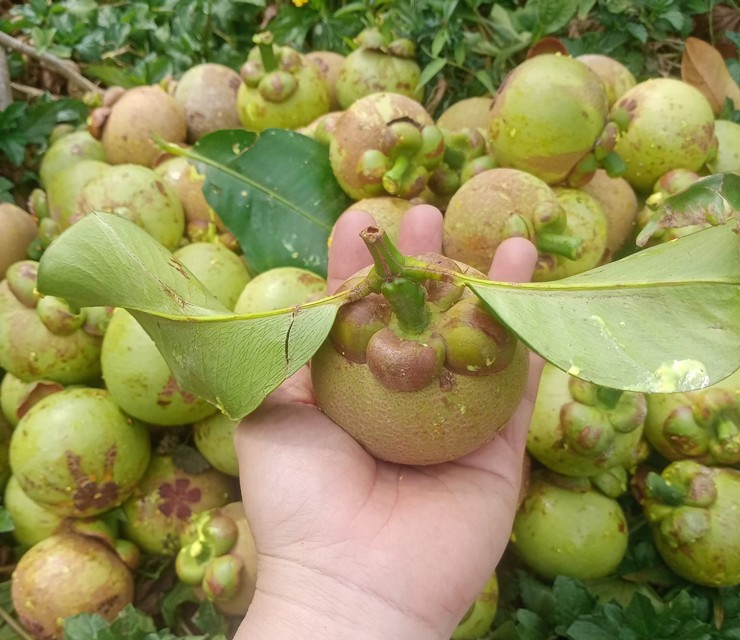  Măng cụt xanh được chọn những quả size lớn, chỉ từ  8 - 11 quả/kg. 