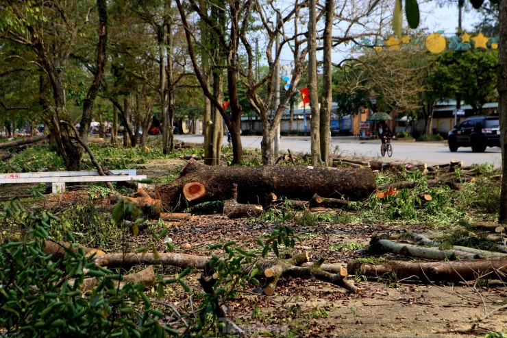 Những ngày này, nhiều người dân huyện miền núi Hương Khê (Hà Tĩnh) bày tỏ tiếc nuối khi hàng cây xanh được trồng từ hàng chục năm trước đang bị chặt bỏ để làm dự án “Cải thiện cơ sở hạ tầng đô thị Hương Khê”.