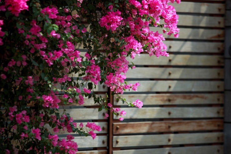 Hoa giấy vốn là loài hoa quen thuộc với người dân Sài Gòn. Chúng có sức sống mãnh liệt, dễ trồng và có thể nở quanh năm. Trên những con đường như Đặng Tất, Đặng Dung, Hoàng Sa, Trường Sa,... mùa hoa giấy đang bắt đầu vào thời điểm đẹp nhất, tạo nên một khung cảnh vô cùng đẹp mắt.