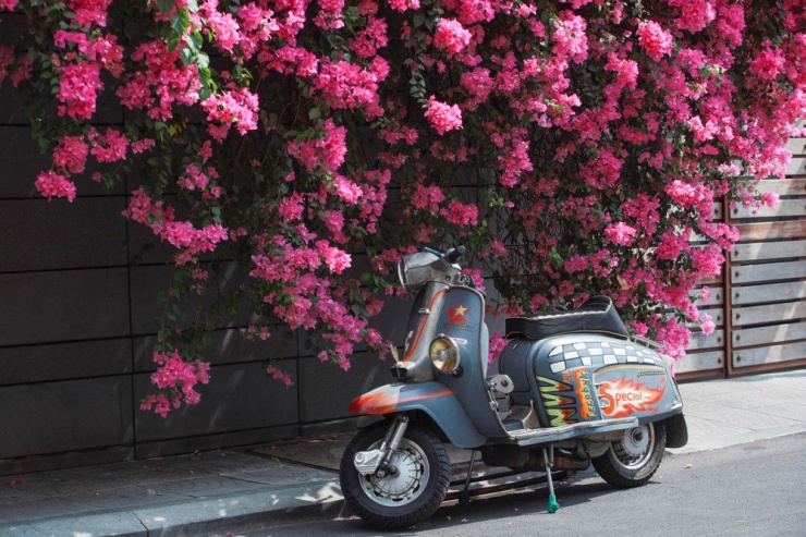 Dưới ánh nắng, những bông hoa giấy mỏng manh như những cánh bướm lấp lánh, rung rinh trong gió.