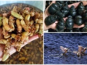 Thị trường - Tiêu dùng - 3 loại côn trùng tạo “cơn sốt”, giá lên tới hàng triệu đồng