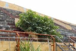 Tin tức trong ngày - Sân vận động 'hoành tráng' nhưng 'ngủ quên' cả chục năm ở Hà Nội