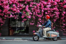 Tin tức trong ngày - Mùa hoa giấy Sài Gòn