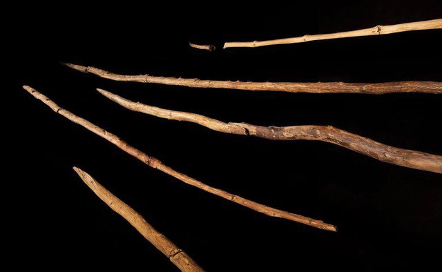 Các vũ khí bằng gỗ được chế tác với trình độ "không thể tin nổi" của các loài người cổ xưa hơn Homo sapiens.