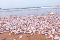 Tin tức trong ngày - Hàng tấn nghêu tím bị sóng đánh dạt vào bờ ở Hà Tĩnh