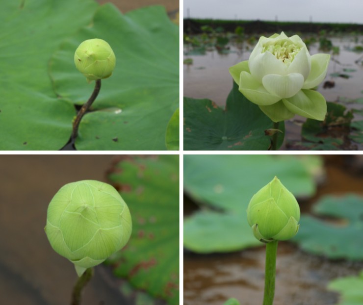 Vì đầu mùa, số lượng gốc chưa nhiều nên lượng hoa thu hoạch bán cũng hạn chế, đẩy giá thành lên cao, thậm chí gấp đôi so với hoa chính vụ.