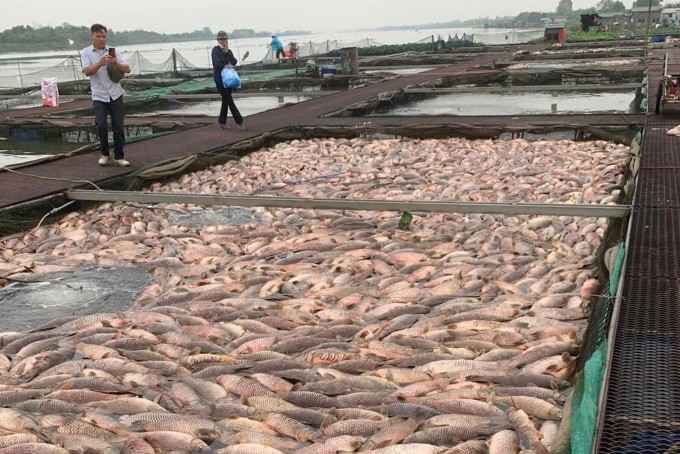 Cá trong các lồng nuôi trên sông Thái Bình chết nổi mặt nước vào ngày 3/4. Ảnh: Người dân cung cấp