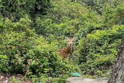 Tin tức trong ngày - Chú hươu sao xuất hiện trên đảo Bạch Long Vĩ gây sốt mạng xã hội