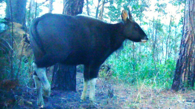 Một con bò tót được bẫy ảnh ghi lại trong rừng Phước Bình (Ninh Thuận), đầu năm 2024. Ảnh: Vườn quốc gia Phước Bình