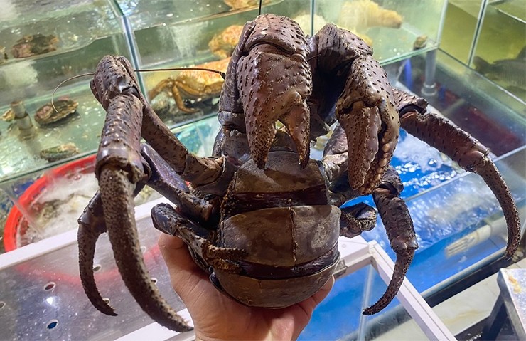 Những con cua nhìn như "quái vật" này từng được một nhà hàng ở TP. Hồ Chí Minh nhập khẩu về bán với giá trên dưới 10 triệu đồng/con gây "choáng".
