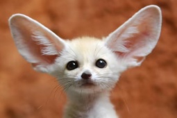 Media - 5 loài vật hoang dã có vẻ ngoài đáng yêu nhất thế giới