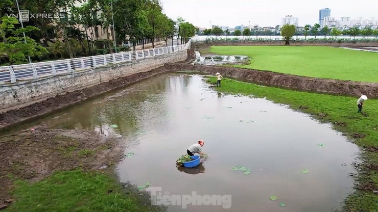 Tuy nhiên, do nhiều nguyên nhân, hiện nay diện tích trồng loại sen này đang bị thu hẹp đáng kể.
