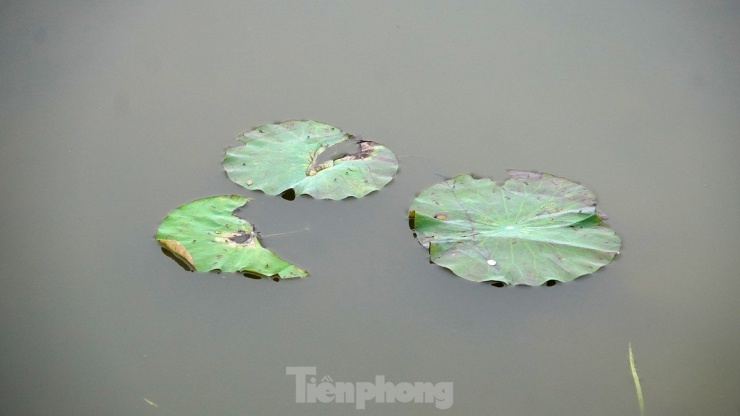 Hàng nghìn mầm sen Bách Diệp được trồng khôi phục tại Hồ Tây như thế nào? - 5