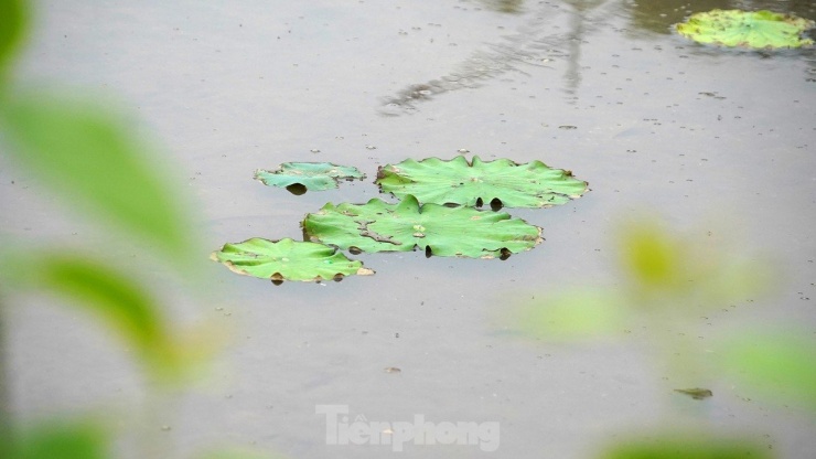 UBND quận Tây Hồ đã mời chuyên gia Viện Nghiên cứu rau quả Trung ương và Trung tâm Khuyến nông Hà Nội phối hợp thực hiện dự án "Xây dựng mô hình mẫu sản xuất sen gắn với phát triển du lịch sinh thái theo chuỗi giá trị tại Tây Hồ - Hà Nội". Thời gian triển khai dự án từ 17/2 đến 15/11 năm 2024.