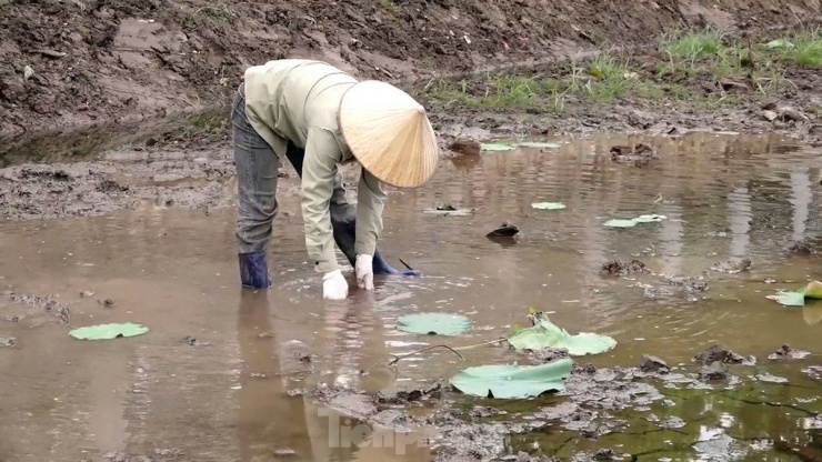 Hàng nghìn mầm sen Bách Diệp được trồng khôi phục tại Hồ Tây như thế nào? - 7